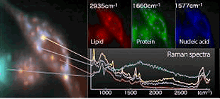 面掃描共聚焦拉曼系統